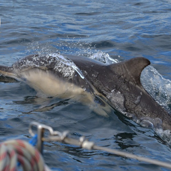 A dolphin swimming near a boat's edge, creating splashes in the blue water.
