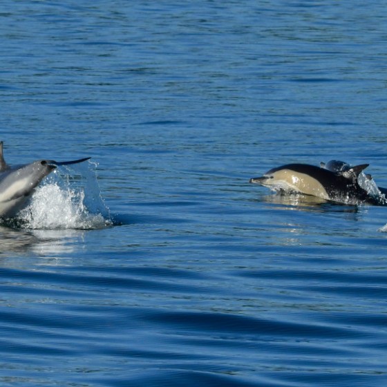 Two dolphins swimming in blue water with one jumping and splashing.