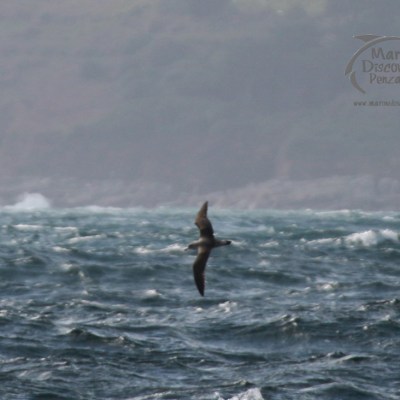 Cory's shearwater