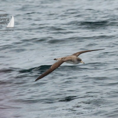 Seabird flying low over the ocean with wings spread wide, logo in top left corner.