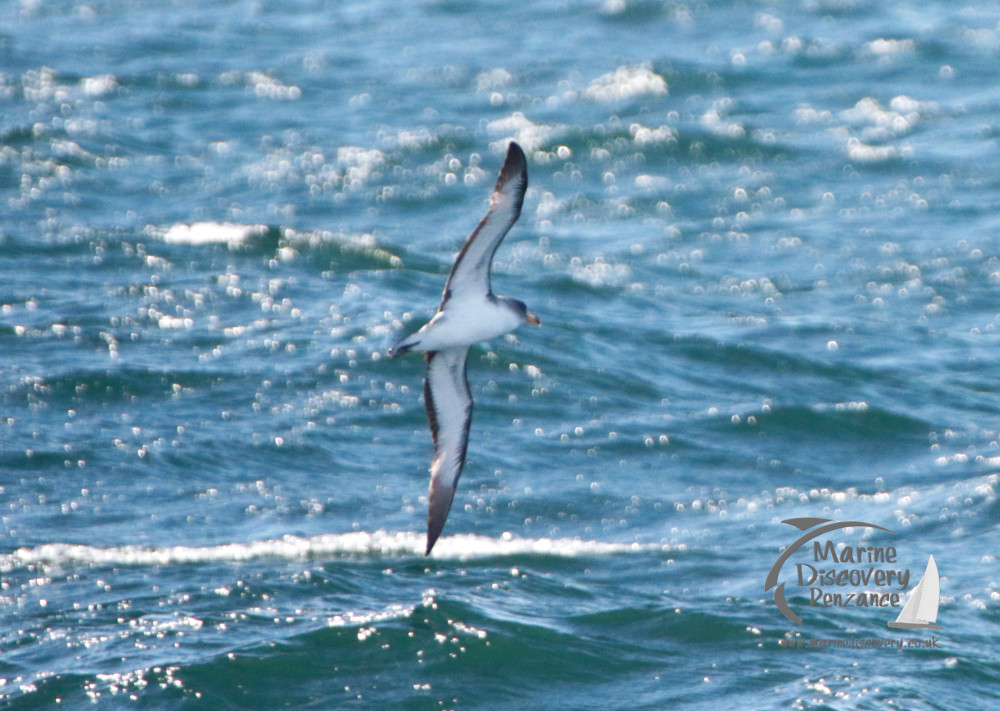 Cory's shearwater