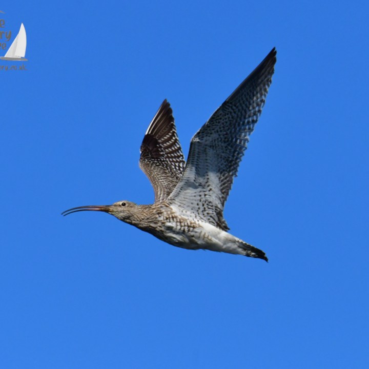 Curlew flying in a clear blue sky with wings outstretched.