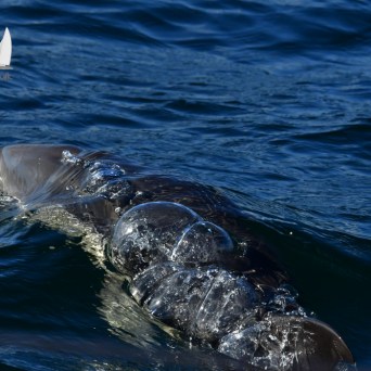 Dolphin swimming underwater with bubbles on surface.