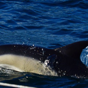 Dolphin swimming at the surface of the ocean with visible fin and splash of water.