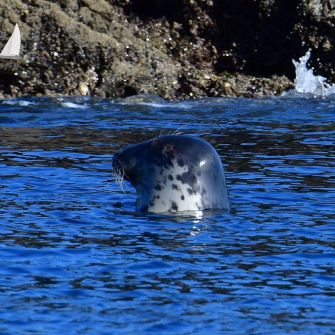 Seal head peeking above blue water near rocky shoreline.