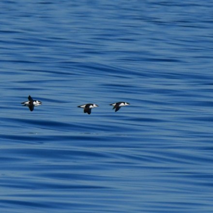 Flock of seabirds flying low over calm blue ocean surface.