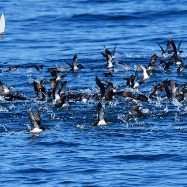 Flock of shearwaters flying low over the water's surface, creating splashes against a blue ocean backdrop.