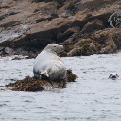 Seal resting on rocky shore with another seal swimming nearby.