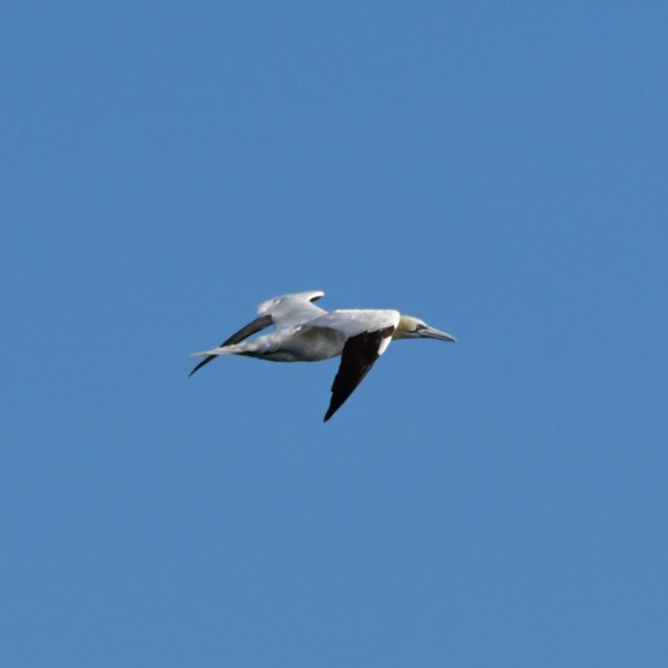 Gannet in flight against a clear blue sky with logo in the upper left corner.