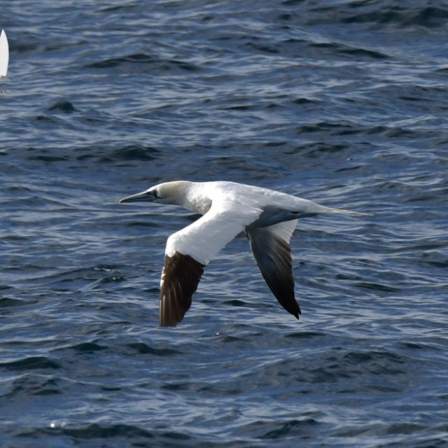 A gannet flying over ocean waves.
