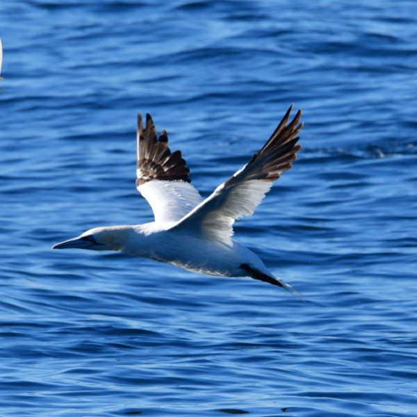 A gannet with white body and dark wingtips flying low over blue ocean waves.