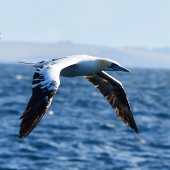 A gannet with black-tipped wings flying over the ocean with a distant shoreline.