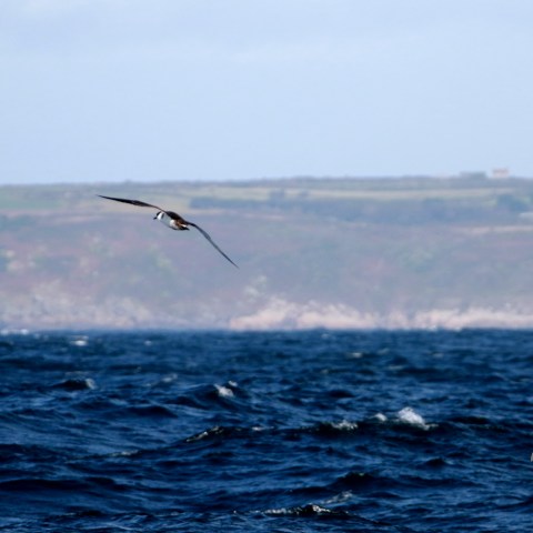 great shearwater flying over ocean with distant coastline under a clear sky.