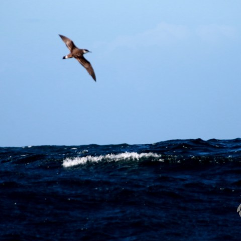 Bird flying over dark ocean waves under a clear blue sky.