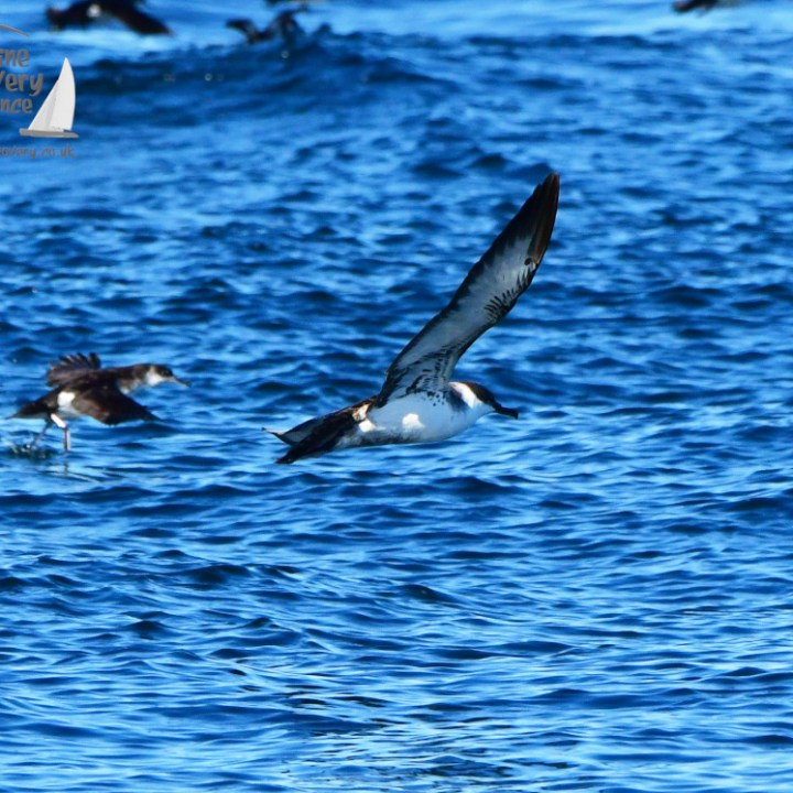 Manx shearwaters flying low over a blue ocean with ripples.