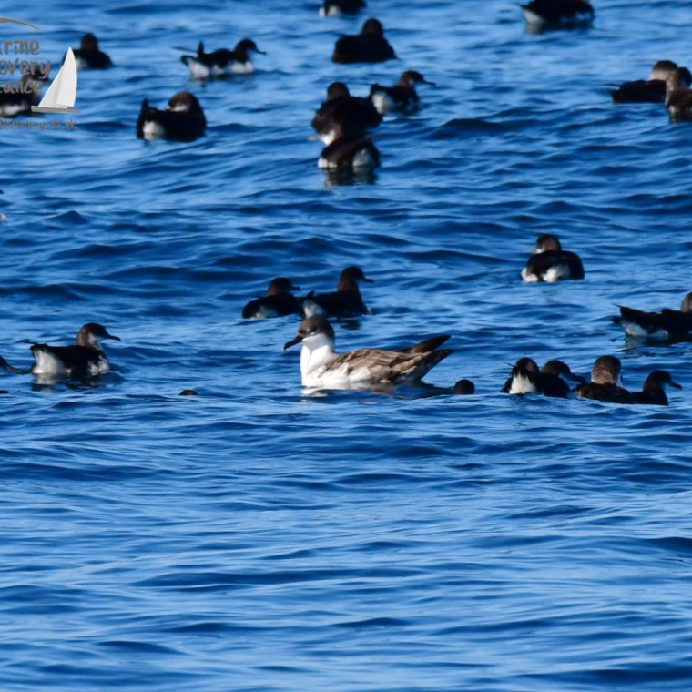 A flock of shearwaters loafing on a bright blue ocean surface.