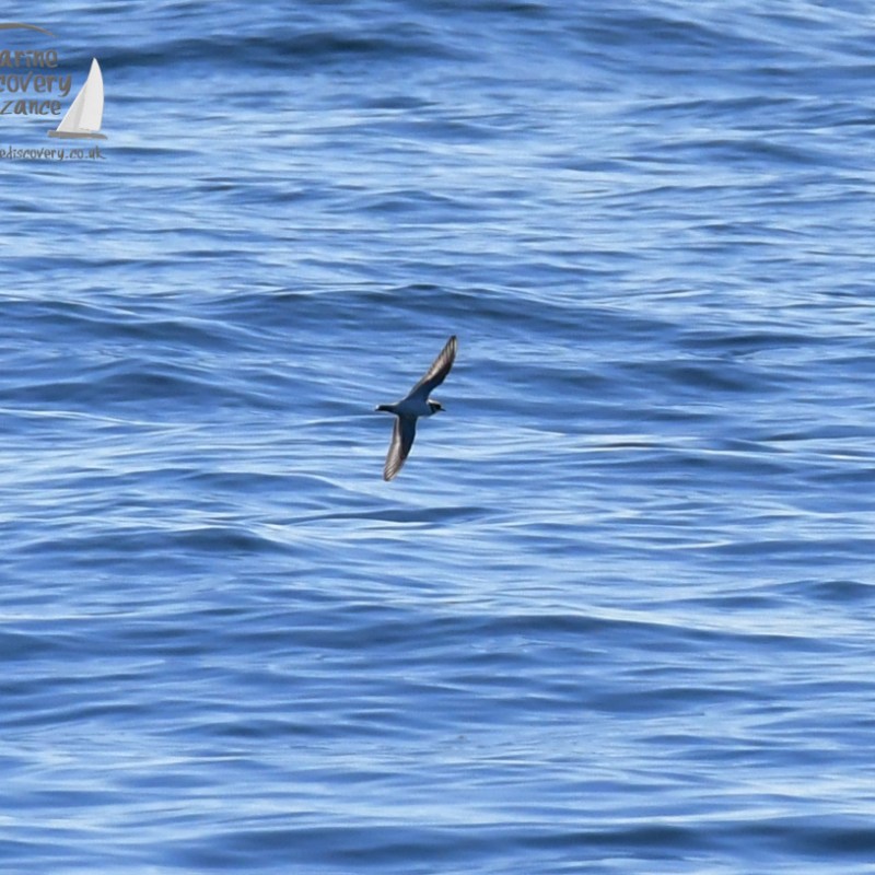 A bird flying over the ocean on a sunny day.