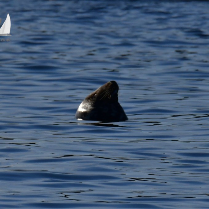 Seal head peeking above calm blue water surface.