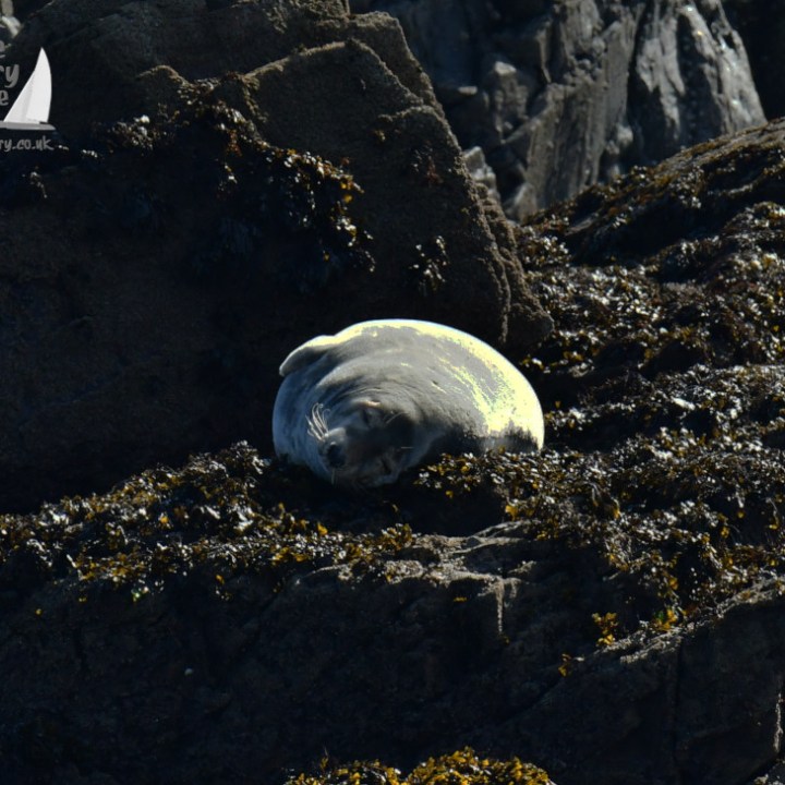 Seal resting on rocky shore with seaweed in sunlight.