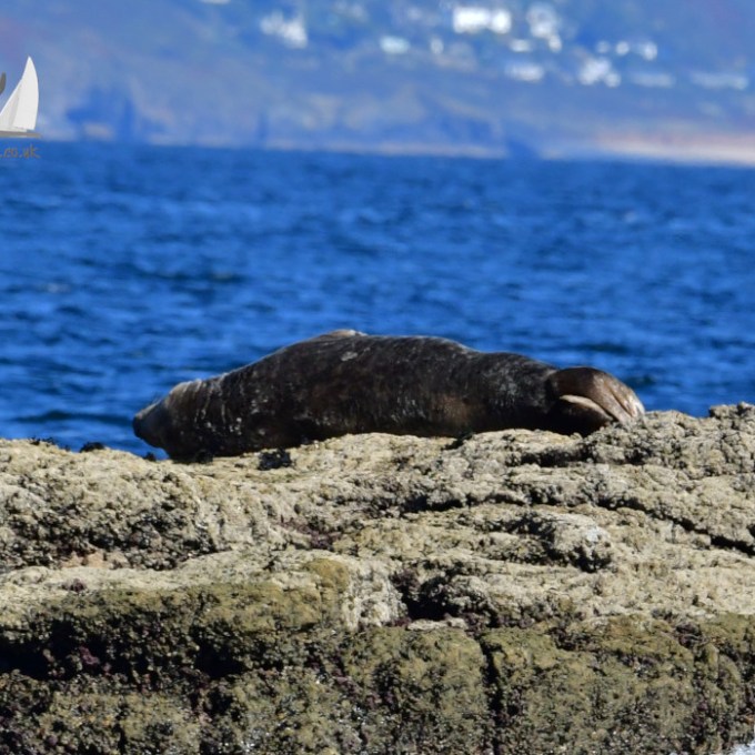 Seal resting on rocky shore with blue sea and distant coast in background.