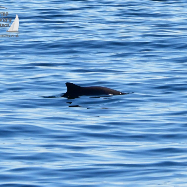 Porpoise dorsal fin breaking the water's surface in a calm sea.
