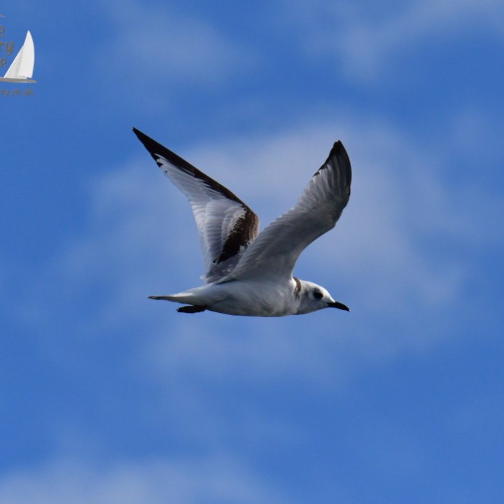 A kittiwake soaring in a clear blue sky with clouds.