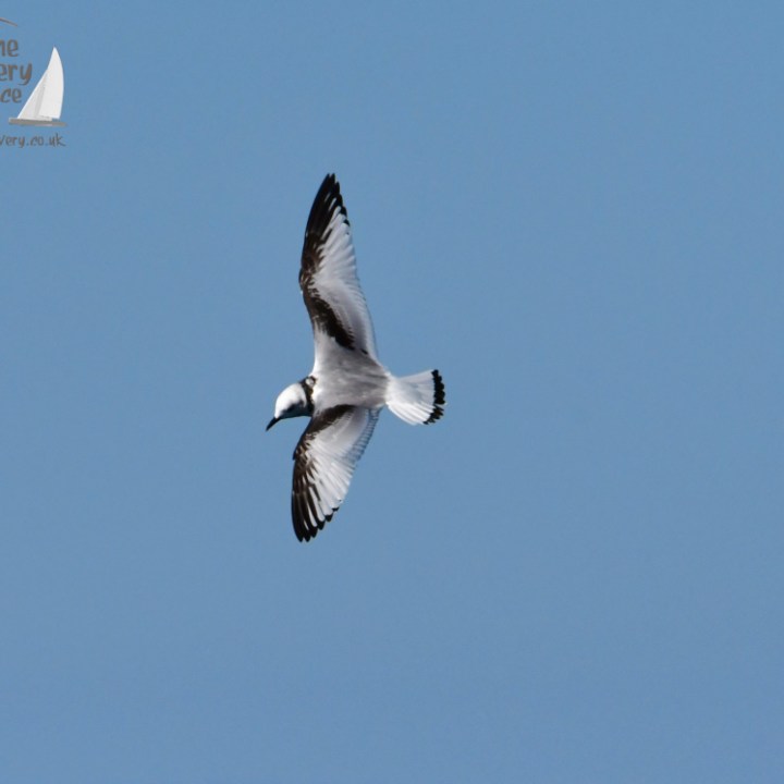 A kittiwake and black wings flying in a clear blue sky.