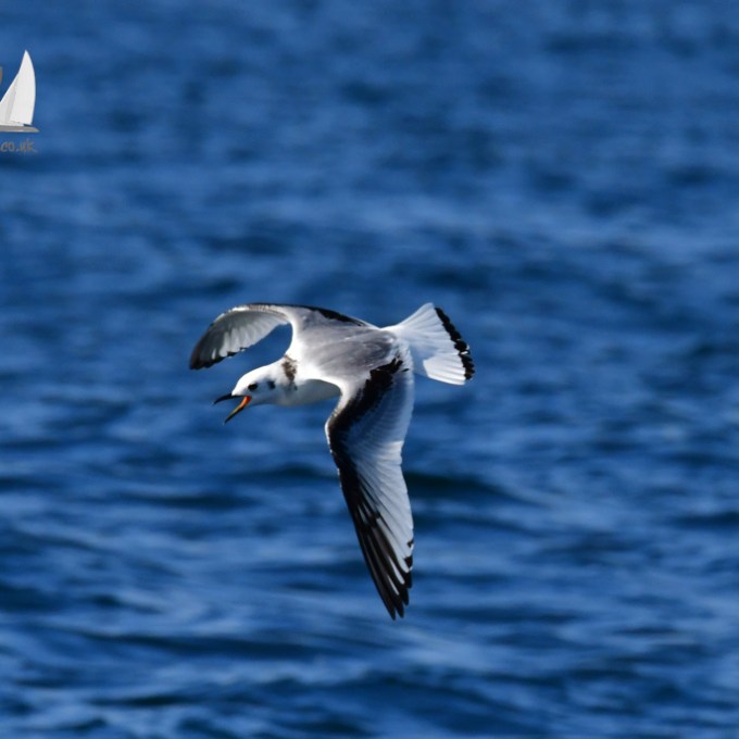 A kittiwake flying over the ocean with wings spread wide against a blue water background.