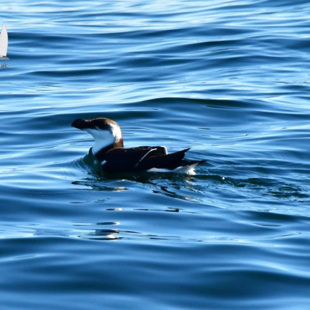 A razorbill floats on blue ocean waves under bright sunlight.