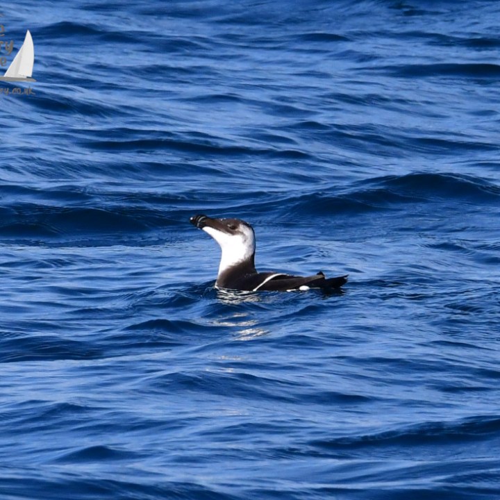 A razorbill swimming in blue ocean waves.