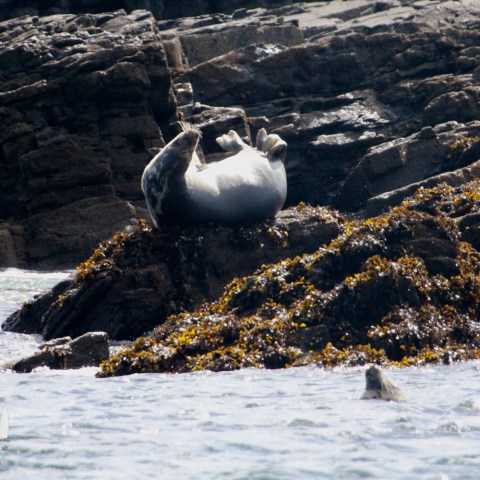 Seal resting on a rocky shore covered with seaweed next to the ocean.