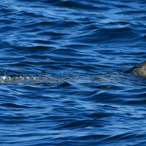 Seal swimming in blue ocean water with partially visible body.