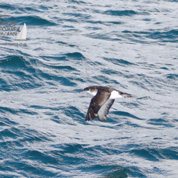 Manx shearwater flying over ocean waves with a logo in the top left corner.