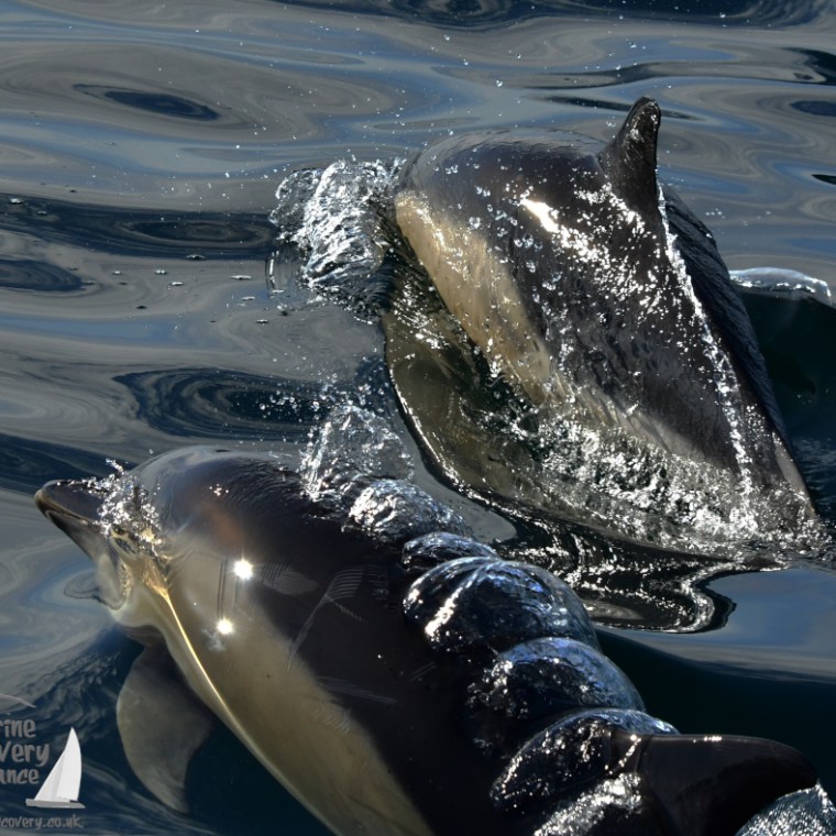 Two common dolphins swimming in clear water, casting reflections and creating ripples.