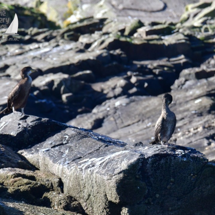 Two shags perched on rocky shore with a distant background.