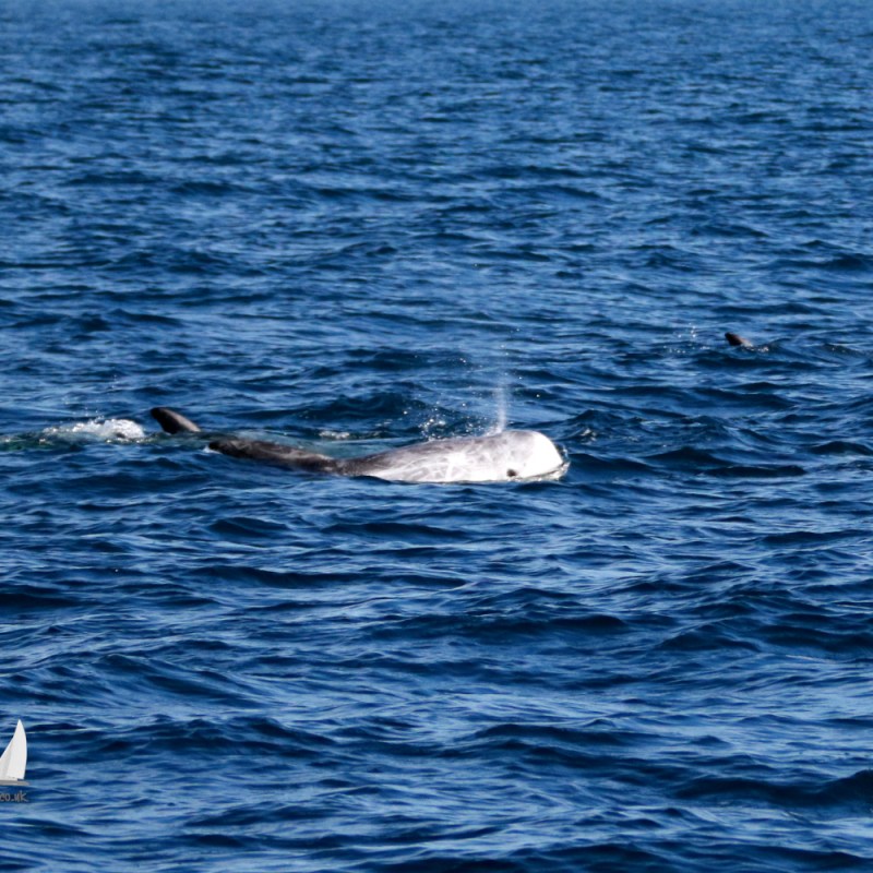 A Risso's dolphin surfacing in the ocean, creating a splash, with clear blue water around.