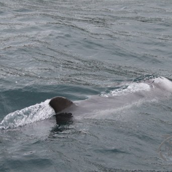 Dolphin swimming at the water surface in a calm sea, fin partially visible.
