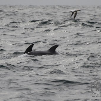 Dolphin fin above the water with a seabird flying nearby over a wavy ocean.