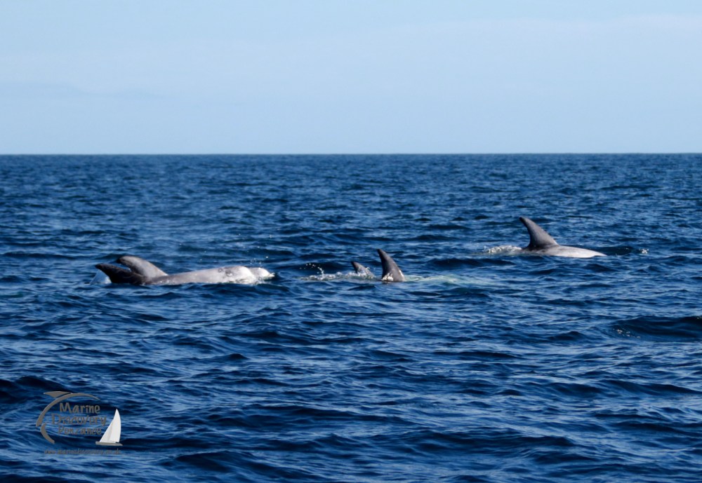 A pod of Risso's dolphins swimming in the ocean under a clear blue sky.