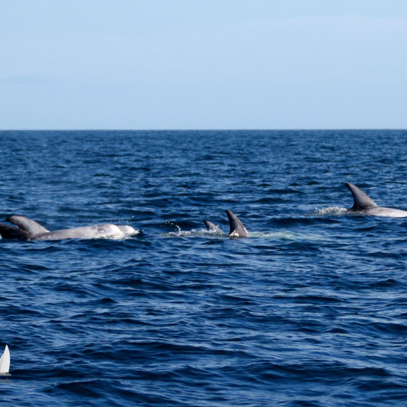 A pod of Risso's dolphins swimming in the ocean under a clear blue sky.