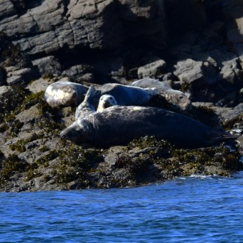Seals sunbathing on rocky shore with seaweed, near blue water.