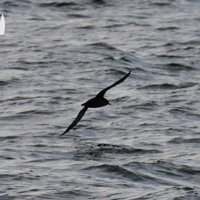 Silhouette of a sooty shearwater flying low over rippling water.