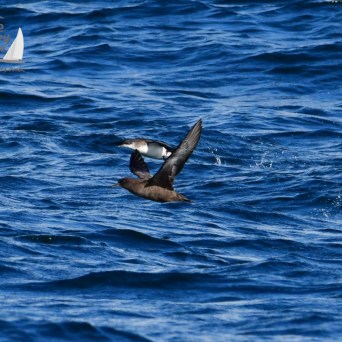 Two seabirds flying low over blue ocean water with ripples.