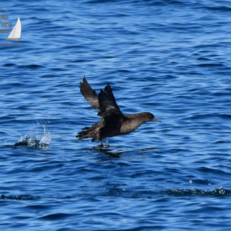 Sooty shearwater with open wings skimming over ocean surface, creating small splashes.