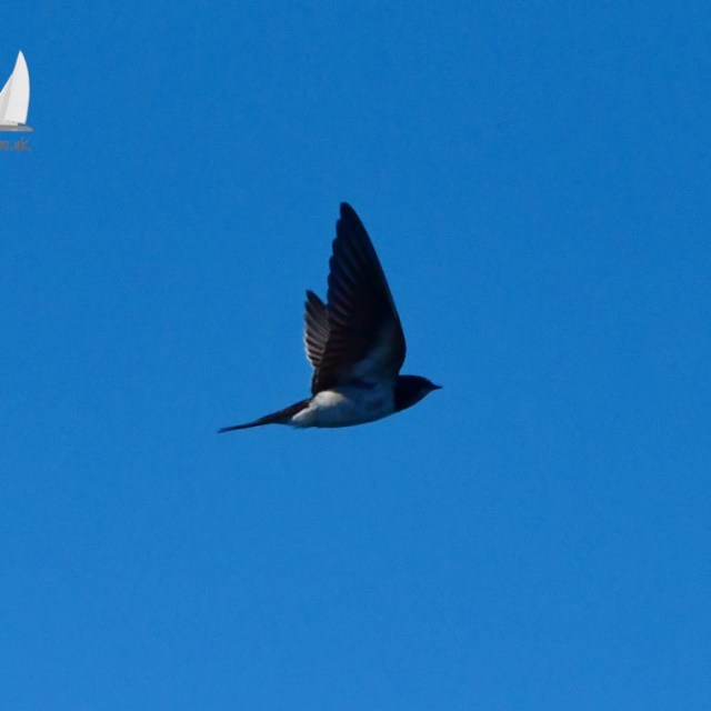 A swallow with outstretched wings flies against a clear blue sky.