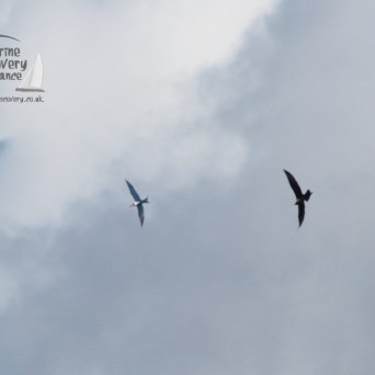 Arctic skua harassing a tern