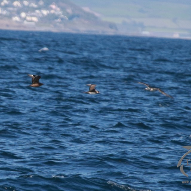 arctic and great skua chasing kittiwake