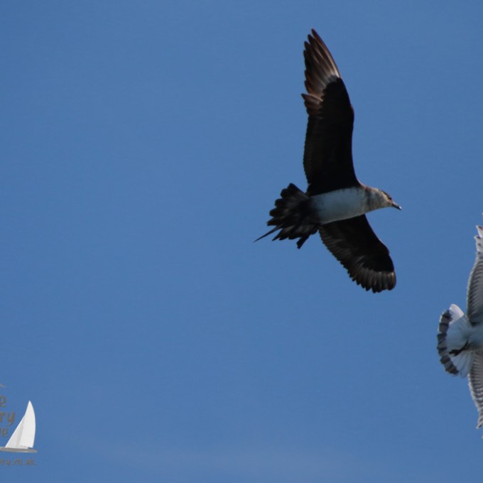An arctic skua chasing a kttiwake