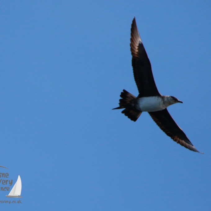 arctic skua