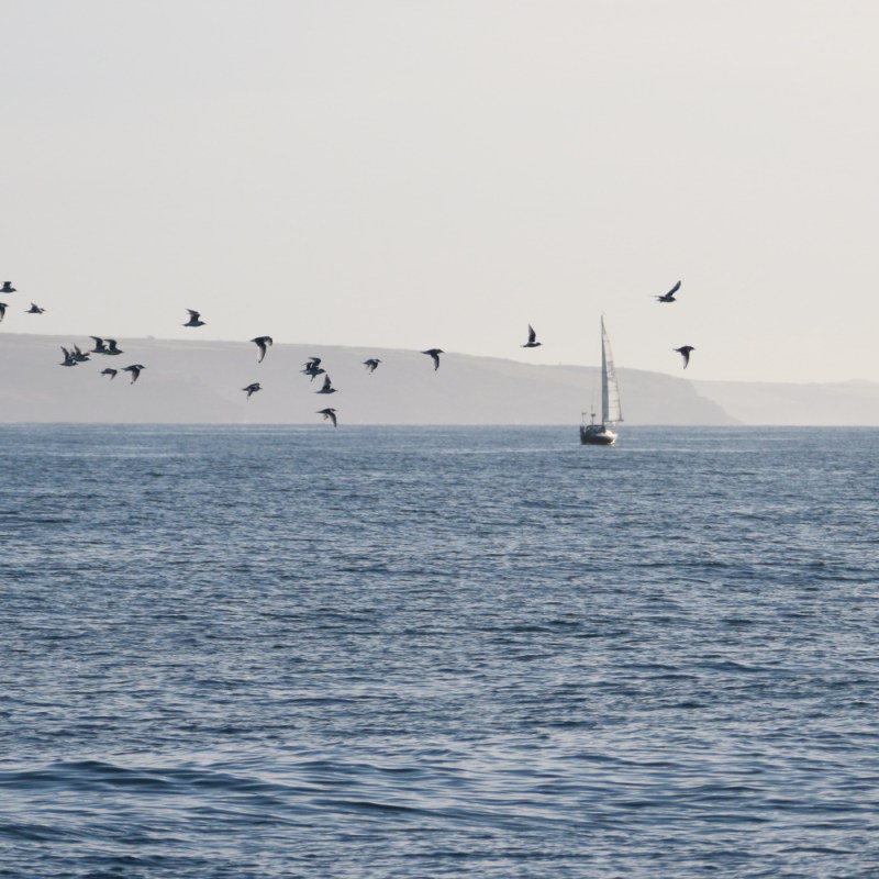 Sailboat on calm sea with flying birds and distant land in background.